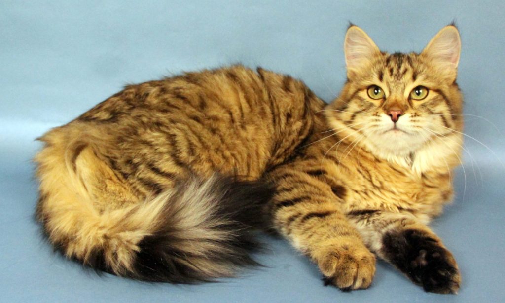 Rusik Siberian Cats – Healthy * Socialised * Low Allergy